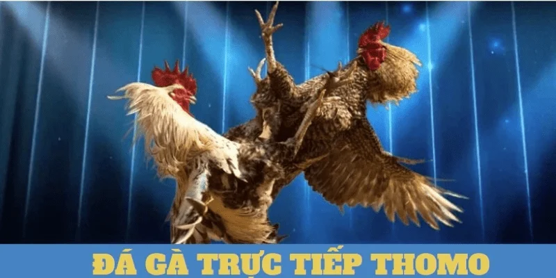 Đá gà 8xbet Luật chơi và cách đặt cược trong Đá gà 8xbet